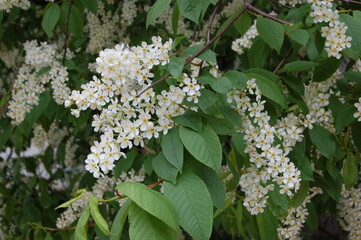 white lilac branch close up