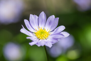 Fototapeta premium ミヤコワスレの花