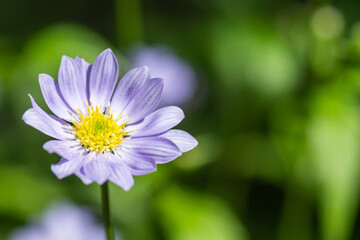 ミヤコワスレの花