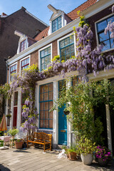 Cute house in Amsterdam in springtime with Wisteria plant in bloom