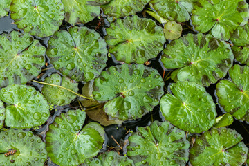 Closeup of lily pads, floating in pond. Covered in raindrops. Missouri Botanical Garden, St. Louis, Missouri, USA.  © dhayes