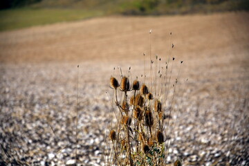 Selective focus on a bunch of thistles with the plowed textured stony ground in the background