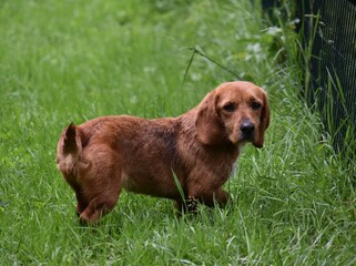 Basset Beagle