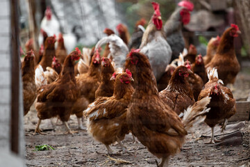 Brown domestic chickens and roosters in the background in the paddock in the backyard of the house in large numbers. Many domestic fish birds walk around the yard of the village house.