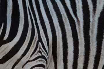 Zebra skin black and white pattern