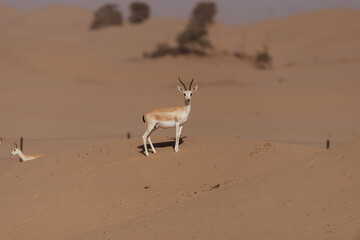 Gazelles in the Arabian Desert in Dubai - UAE.... These majestic creatures are protected species and represent the symbol of UAE