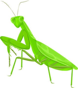 A large green mantis. A green insect. Vector illustration isolated on a white background.