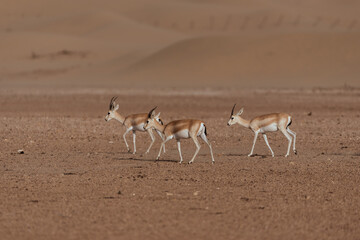 Gazelles in the Arabian Desert in Dubai - UAE.... These majestic creatures are protected species and represent the symbol of UAE