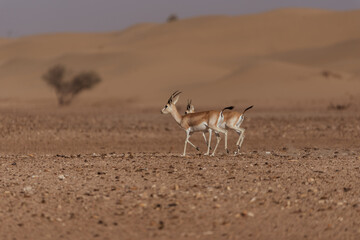 Gazelles in the Arabian Desert in Dubai - UAE.... These majestic creatures are protected species and represent the symbol of UAE