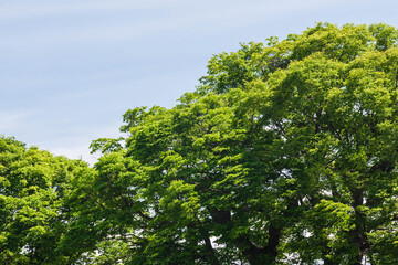 新緑の大きなケヤキ