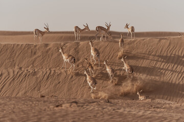 Fototapeta na wymiar Gazelles in the Arabian Desert in Dubai - UAE.... These majestic creatures are protected species and represent the symbol of UAE