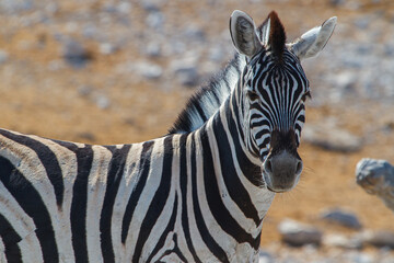 Beautiful zebra animal in the african desert