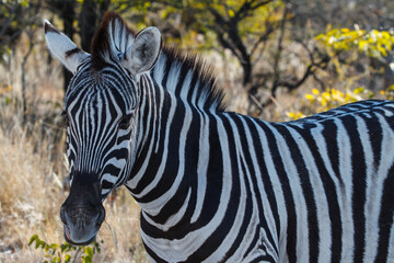 Fototapeta na wymiar Beautiful zebra animal in the african desert