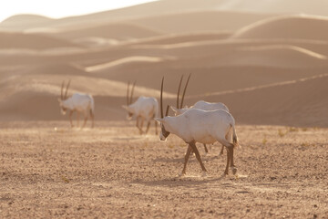 Arabian Oryx in the desert of Dubai- UAE,,, taken at the golden hour