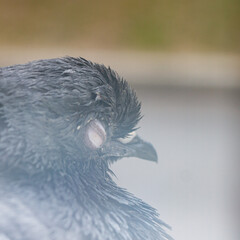 Blind sick bird pigeon with an eyesore close up