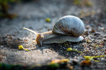 Schnecke