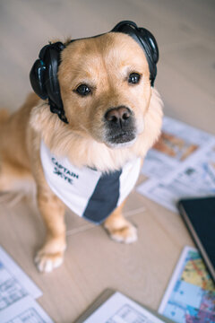 Pilot dog with headset