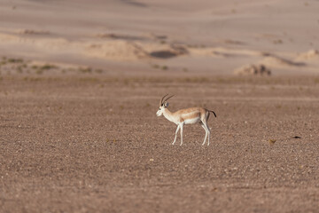Gazelles in the Arabian Desert in Dubai - UAE.... These majestic creatures are protected species and represent the symbol of UAE