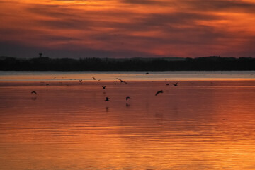 sunset over golden water with birds and clouds