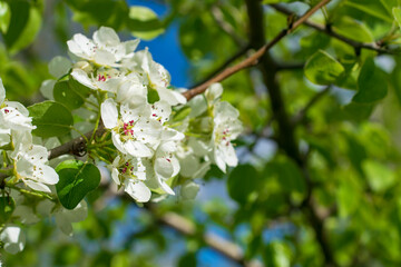 Branches of blossoming apple tree macro with soft focus