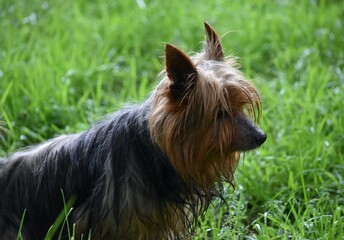 Terrier Australien à poils long