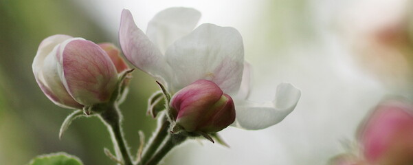 Spring flowers background with apple blossoms banner. macro flowers