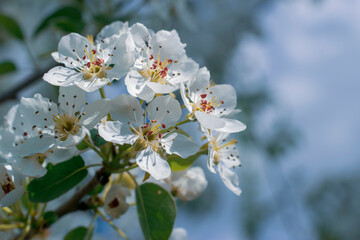 Spring apple tree white flower bloom.