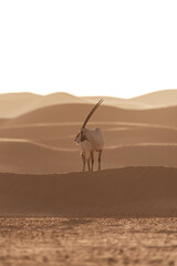 Arabian Oryx in the desert of Dubai- UAE,,, taken at the golden hour