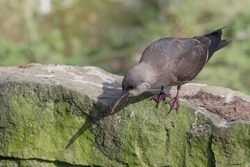 kleiner Wasservogel auf Stein