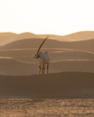 Arabian Oryx in the desert of Dubai- UAE,,, taken at the golden hour