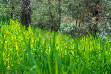 Fresh green grass background in sunny summer day in forest