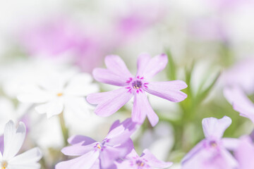 ピンクのシバザクラ