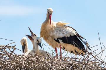 White stork, Ciconia ciconia, in the nest with its chicks