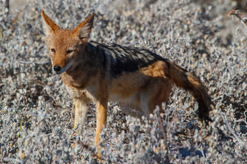 Fototapeta premium Bat-eared fox in the Etosha National Park