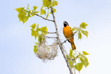 Male Baltimore Oriole building its nest on a cloudy spring morning