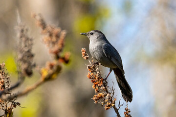 Small gray catbird singing while perched on a branch during a cloudy sky spring morning gray catbird perched on a branch with blurred background on a spring morning