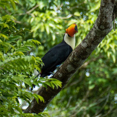 Toucan in the Brazilian forest. Photographed in Espirito Santo State, Brazil.