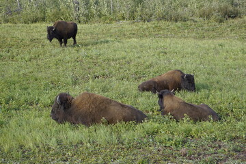 American Bison commonly known as a buffalo in North America