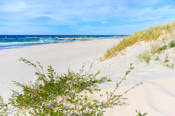 Green plants on sand dunes on beautiful beach in Dzwirzyno village near Kolobrzeg town and sunny blue sky, Baltic Sea coast, Poland