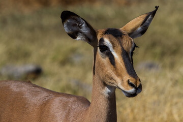 Flock of cute antelopes in Namibia