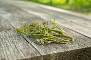 天然　タラの芽