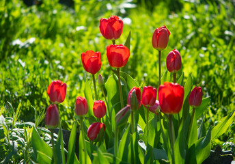 Naklejka premium red tulips in the garden