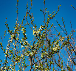garden in bloom
