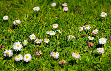 field of flowers
