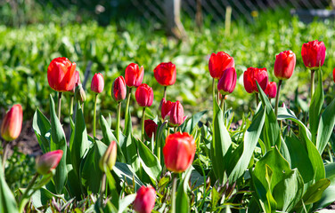 red tulips in the garden