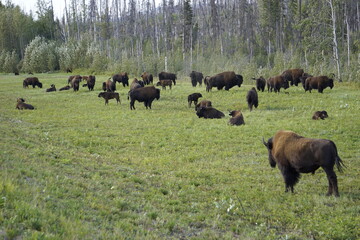 American Bison commonly known as a buffalo in North America