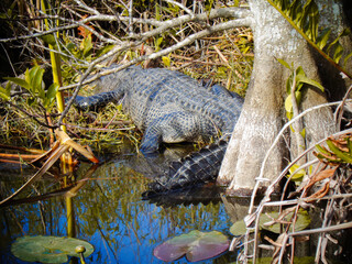 a crocodile in florida is chilling in the sun