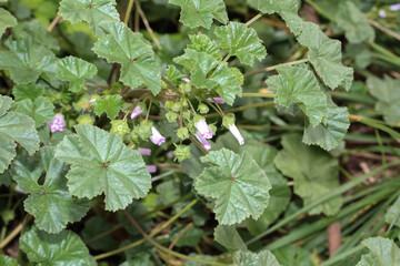 Blüten und Blätter der Wegmalve, Feldmalve,  Malva neglecta