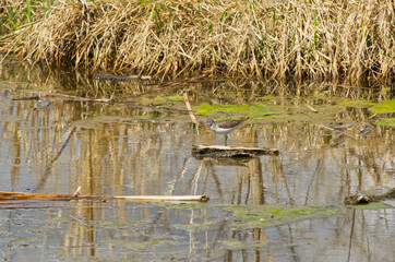A Spotted Sandpiper on a Floating Piece of Wood
