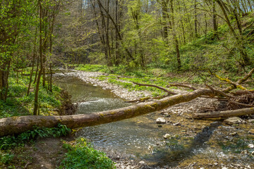 River Kupfer at spring time